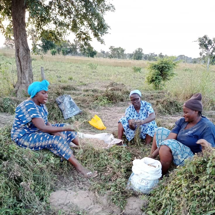 Harvesting peanuts in Gouna Sisters of the Sacred Heart of Jesus