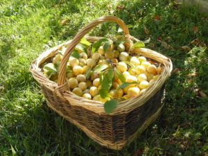 Mirabelles de Lorraine